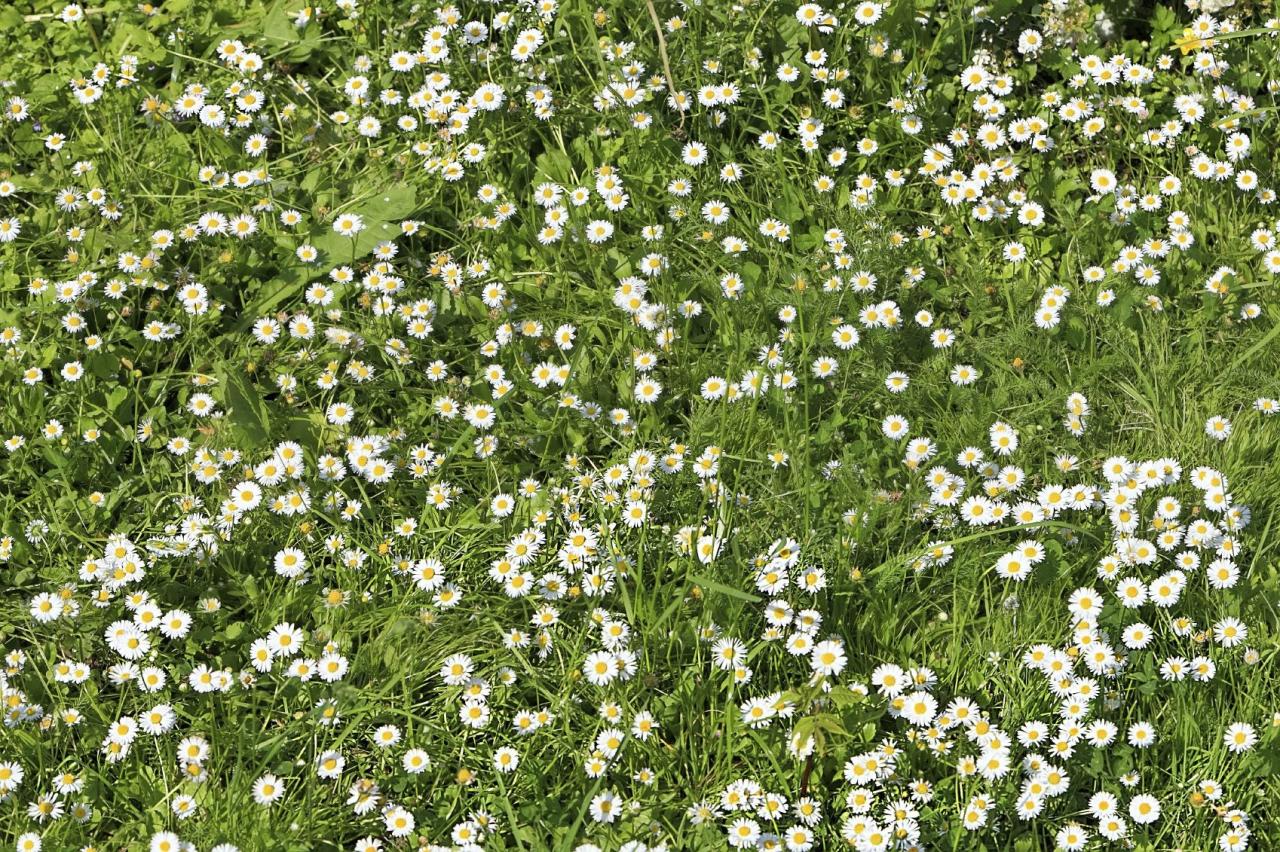 How To Care For A Chamomile Lawn In Cold Climates