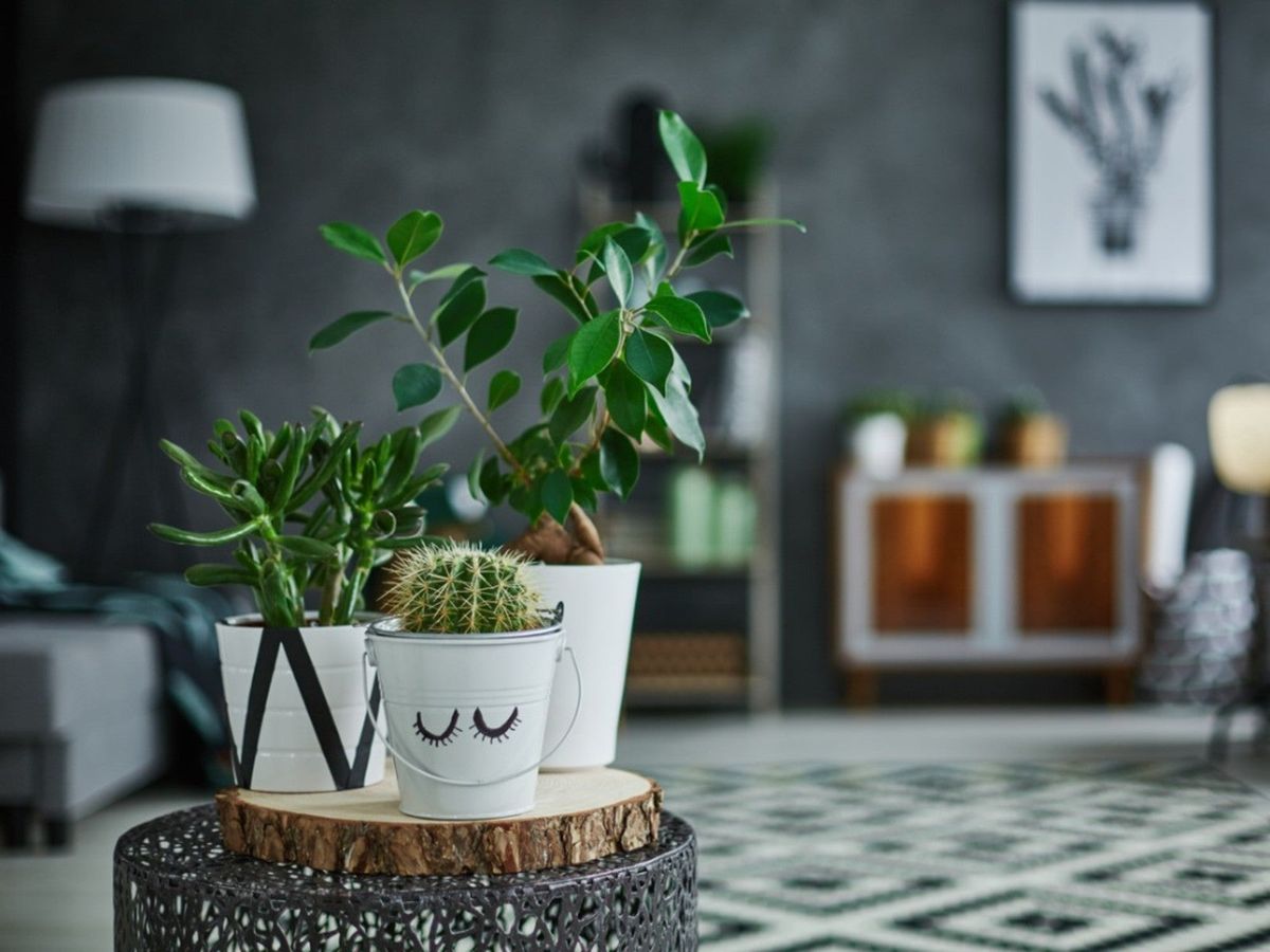 How to Choose Common Houseplants Based on Your Decor Style