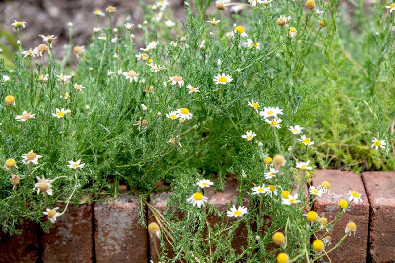 How To Care For A Chamomile Lawn In Cold Climates