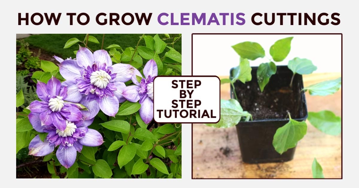 The Essential Tips for Growing Clematis Plants from Cuttings