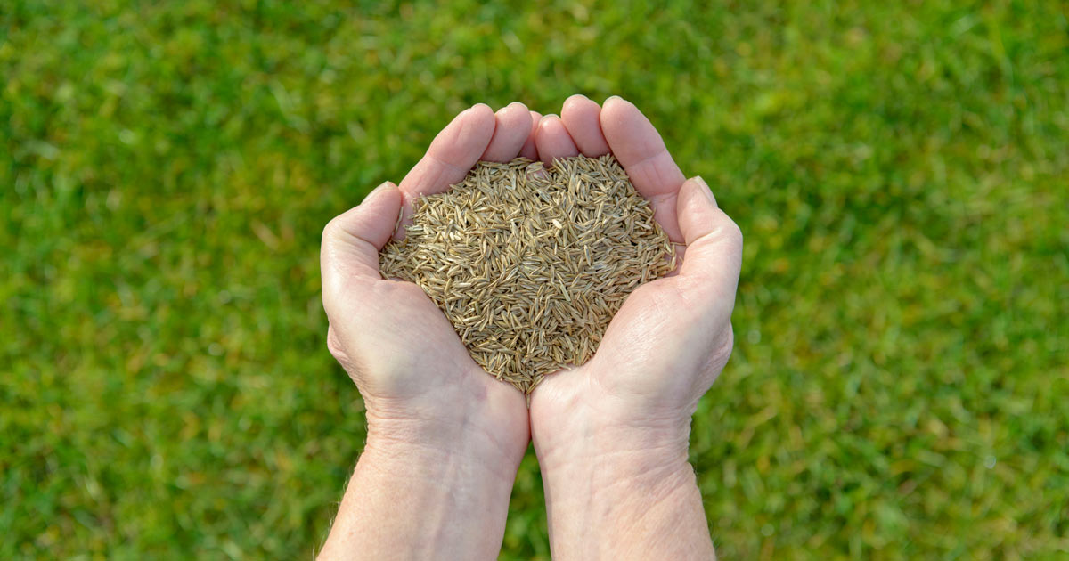 Timing Your Grass Seed Sowing for Maximum Impact: Tips for a Beautiful Lawn