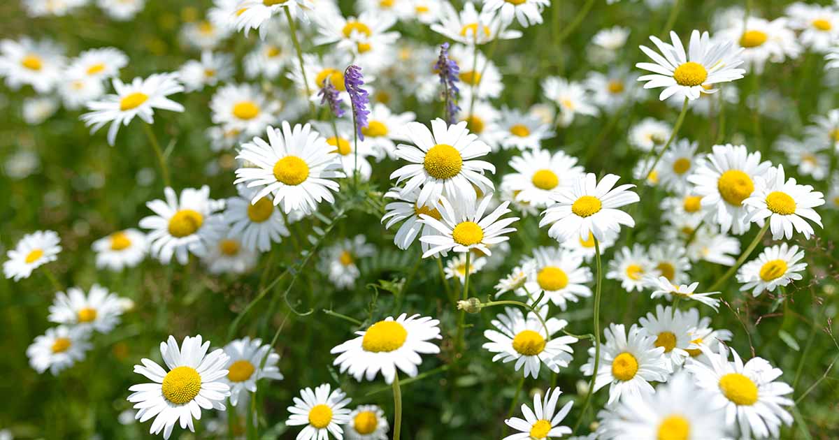 Chamomile Lawns in Cold Climates: A Guide to Success