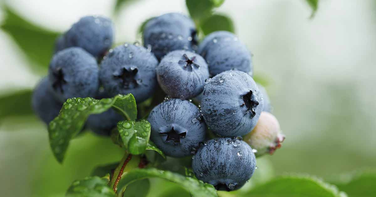 Blueberry Bush Propagation: Tips and Tricks for a Successful Garden