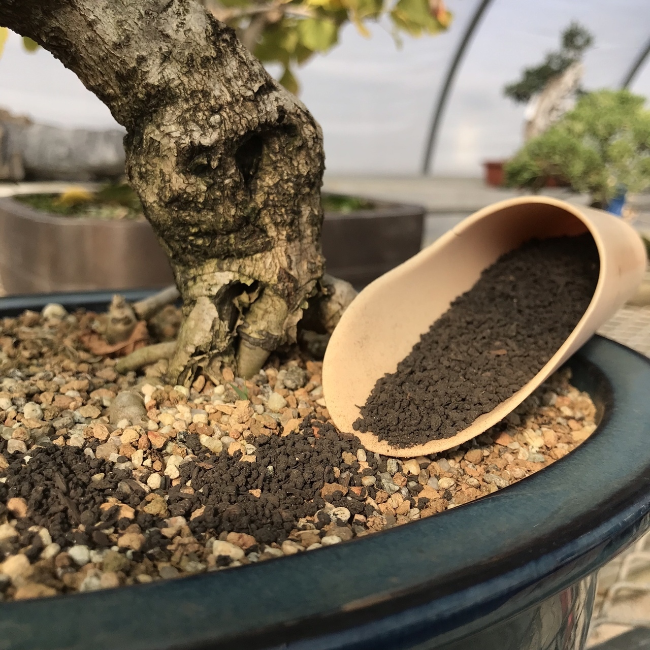 The Best Fertilizer For A Juniper Bonsai Tree: A Guide To Thriving Growth