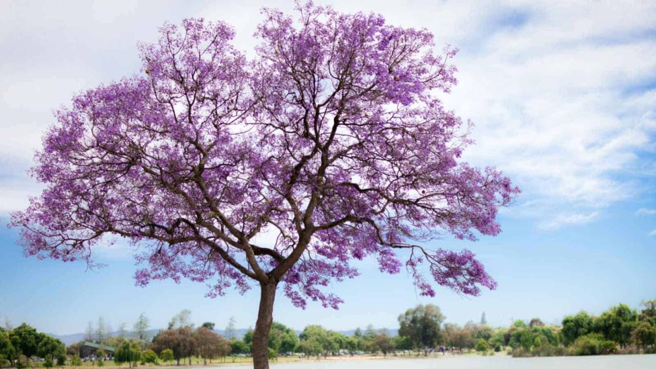 Jacaranda Tree Magic: How to Cultivate and Maintain This Beautiful Tree for Maximum Impact