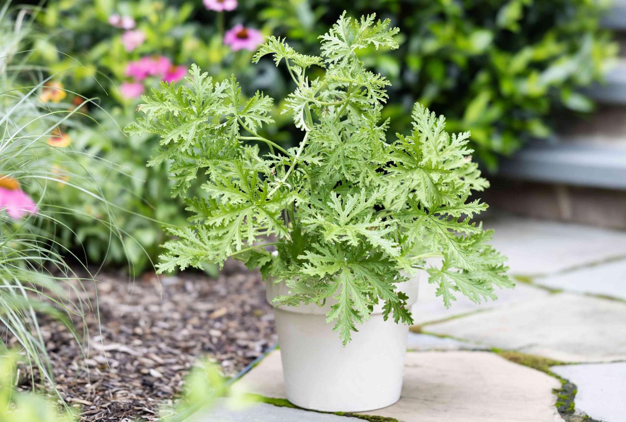 Citronella Plant Magic: How to Grow and Use This Herb for Maximum Effectiveness