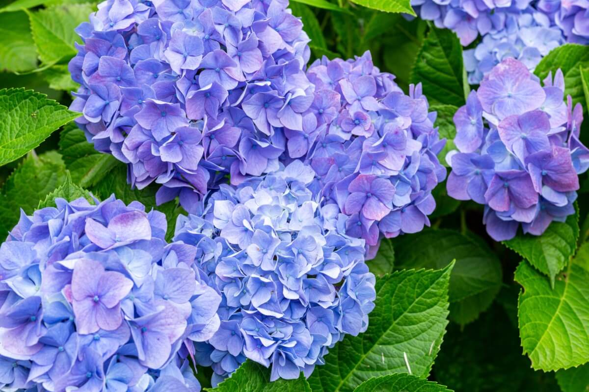 Hydrangea Companion Plants for Moist, Well-Drained Soil