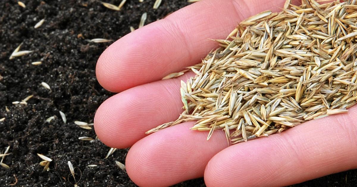 UK Lawn Care 101: When to Sow Grass Seed for Stunning Results