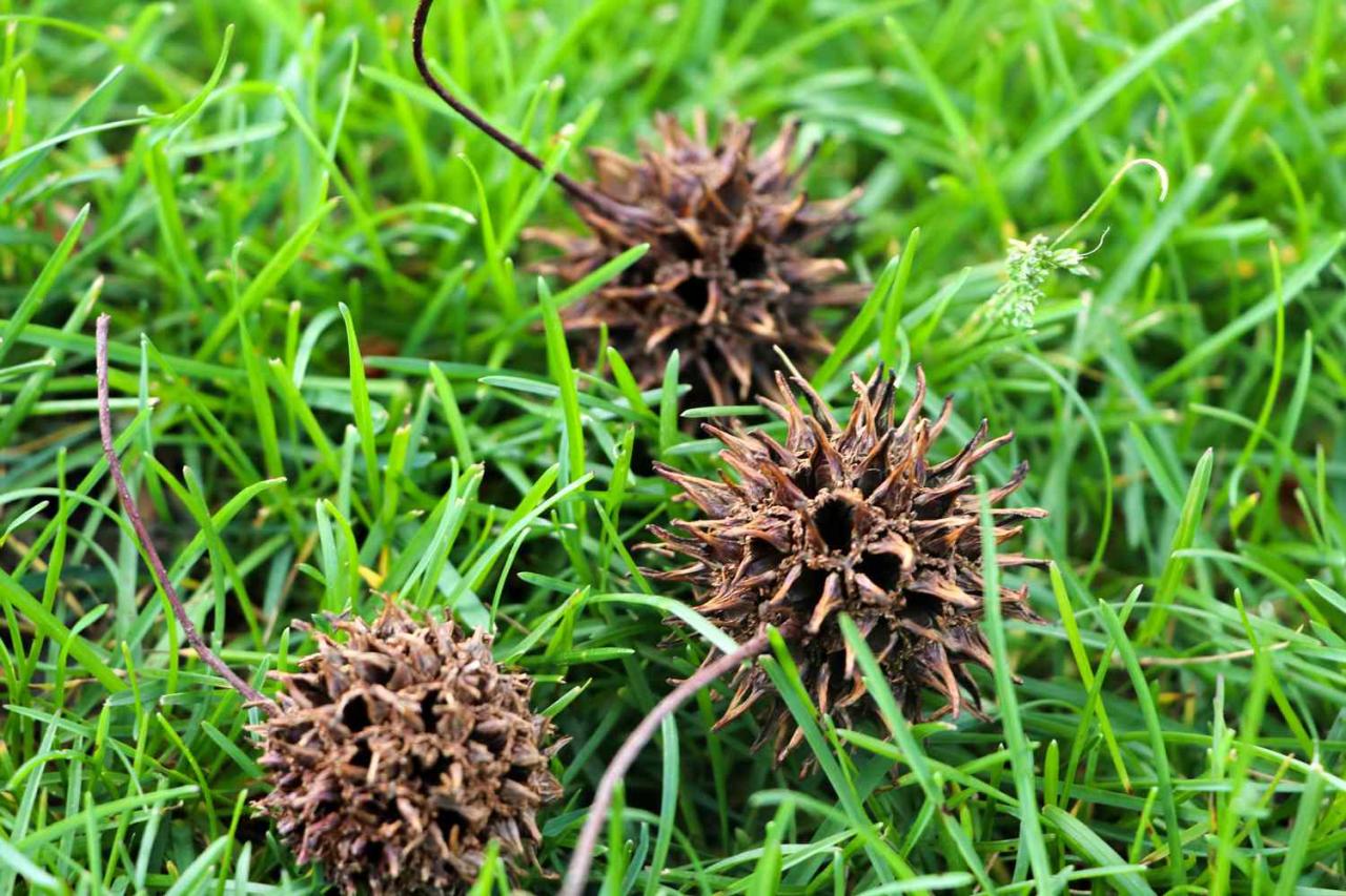 The Magic of Spiky Seeds: Why They’re So Important for Nature