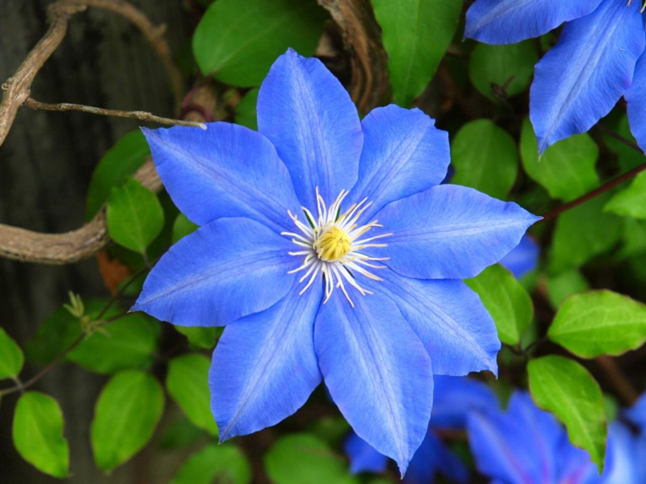 How to Grow and Use Blue Flowered Plants for a Stunning Salad