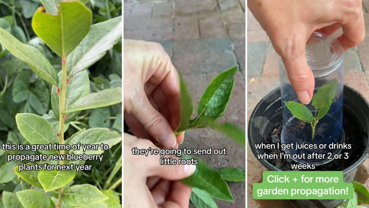 Blueberry Bush Propagation: Tips and Tricks for a Successful Garden