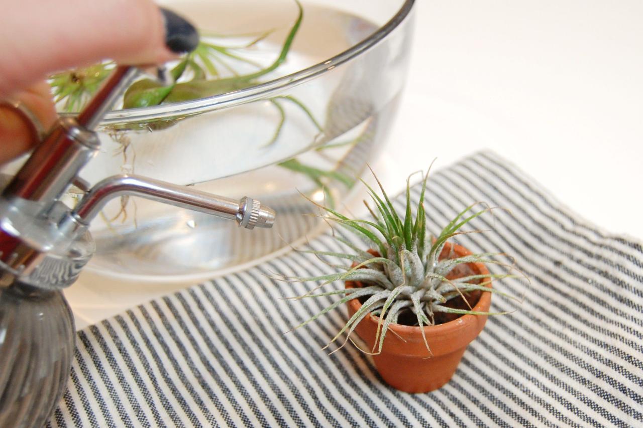 Watering Tips for Flowering Air Plants: A Guide to Success