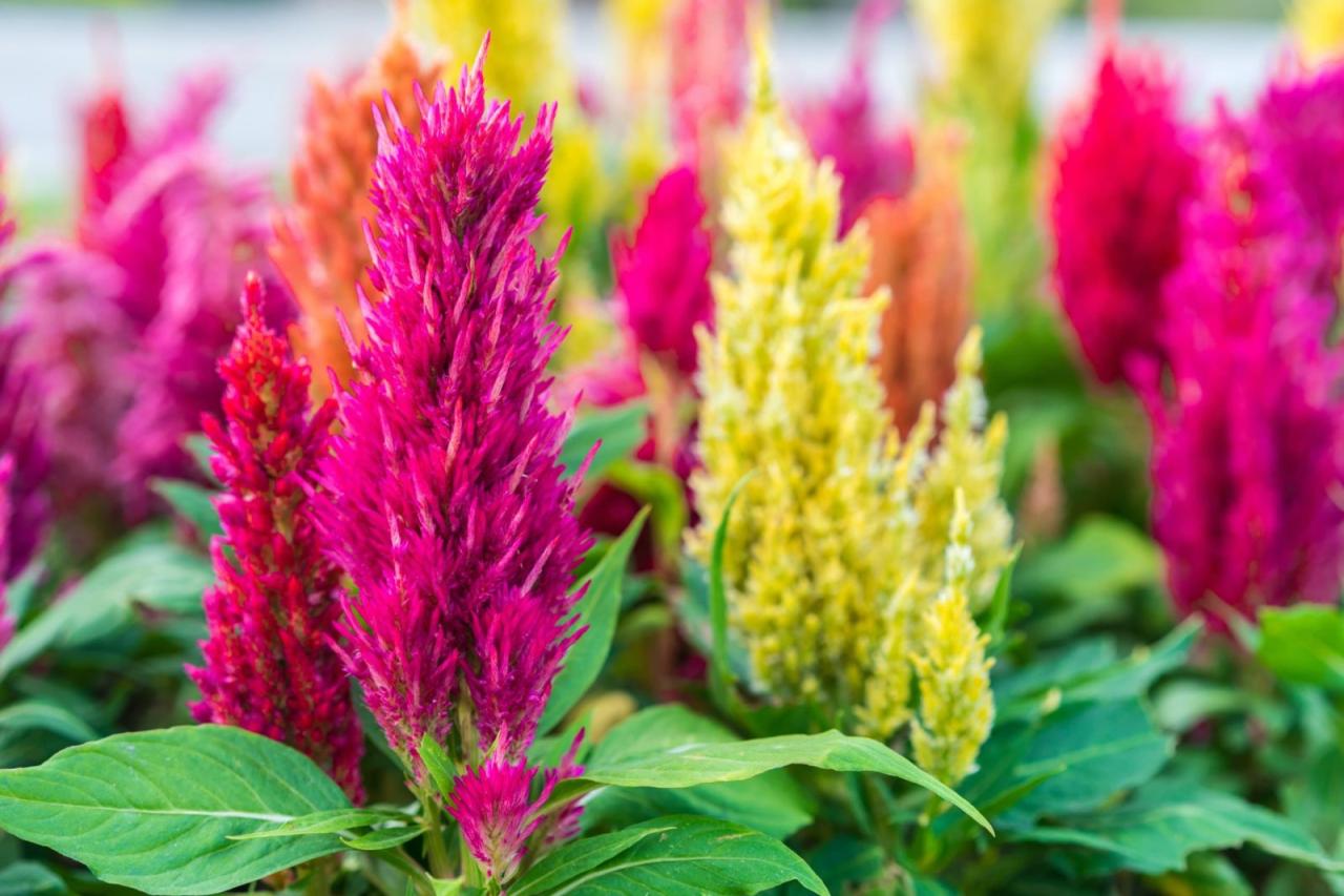 Celosia Plant Growth Tips: From Seed To Flower