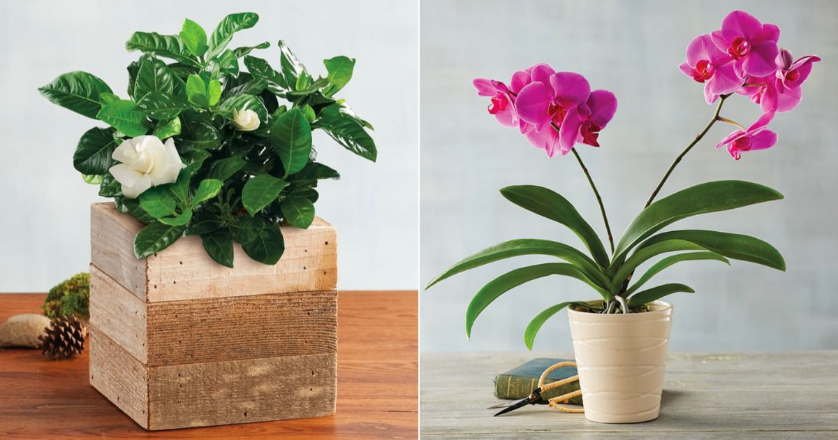 Beginner Houseplants for a Stress-Free Indoor Garden