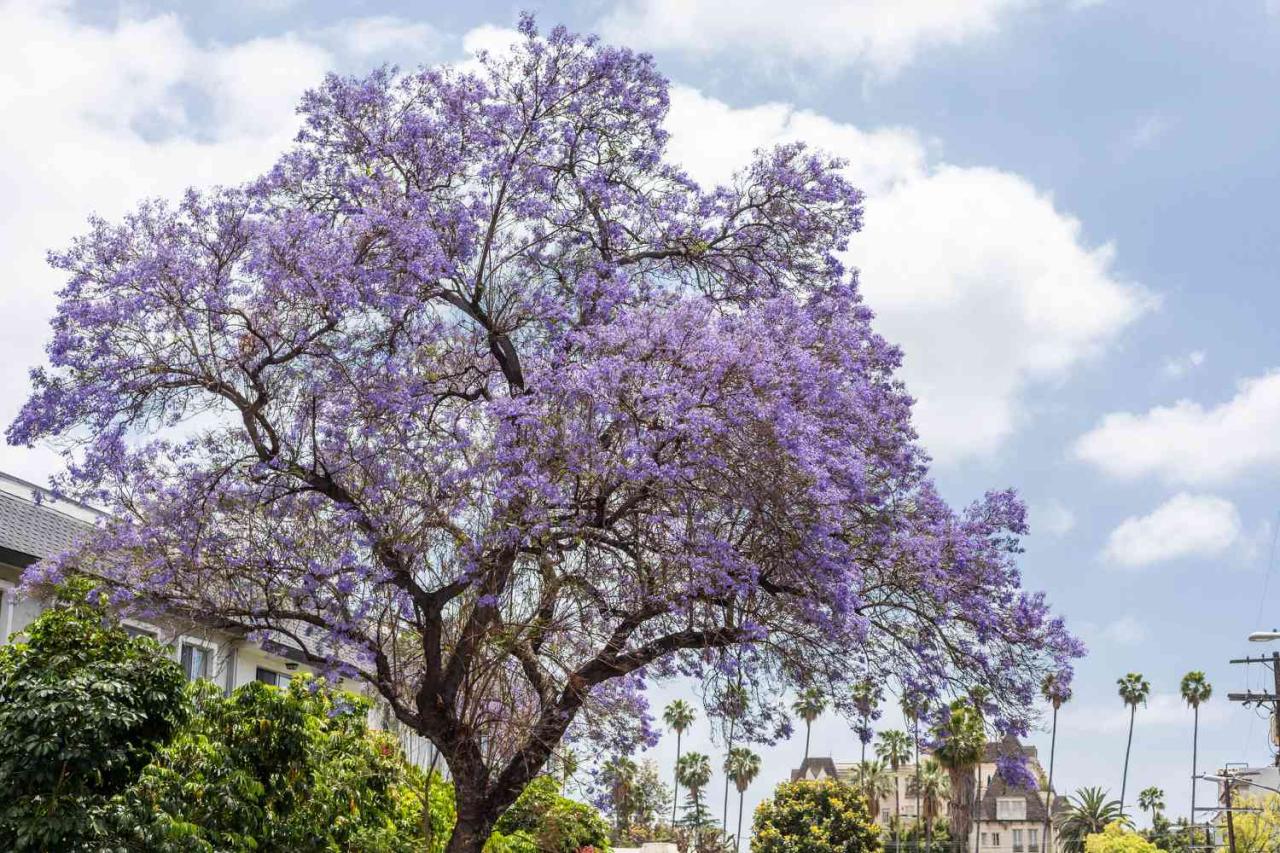 Jacaranda Tree Magic: How to Cultivate and Maintain This Beautiful Tree for Maximum Impact