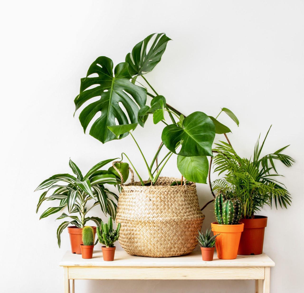 Beginner Houseplants for a Stress-Free Indoor Garden