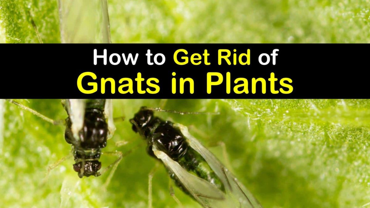 How to Get Rid of Gnats in Your Indoor Plant Collection