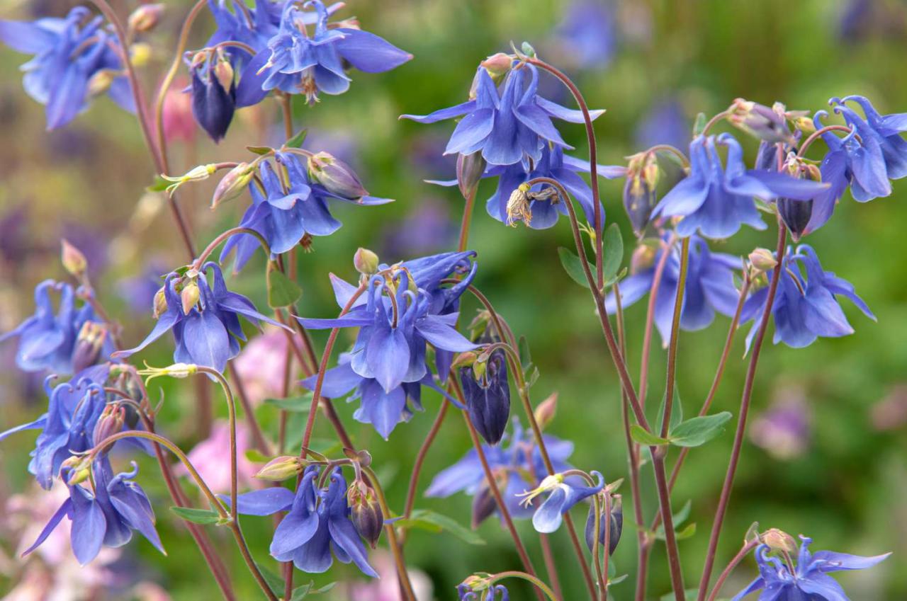 Columbine Plants: Expert Advice for Lush and Healthy Growth