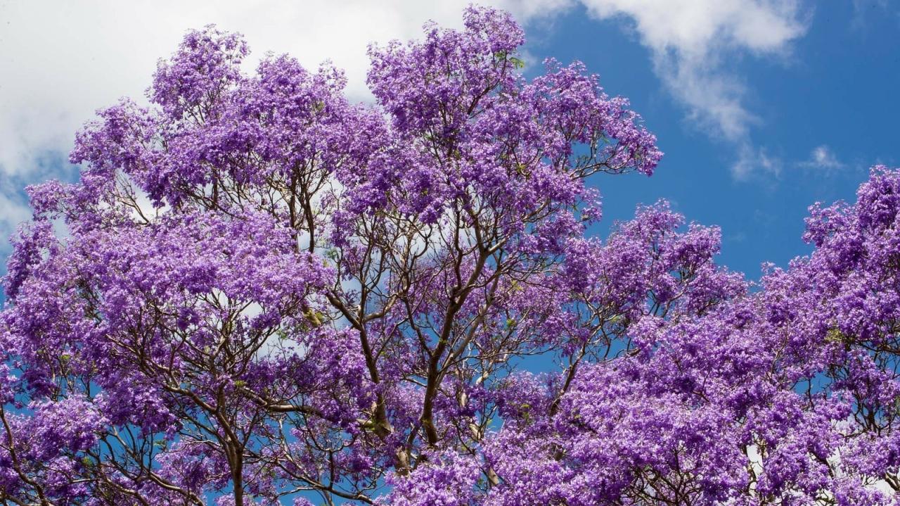 Jacaranda Tree Magic: How to Cultivate and Maintain This Beautiful Tree for Maximum Impact