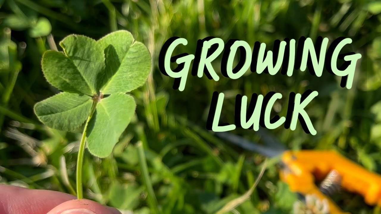 The Ultimate Tips for Growing Four Leaf Clovers for Good Fortune