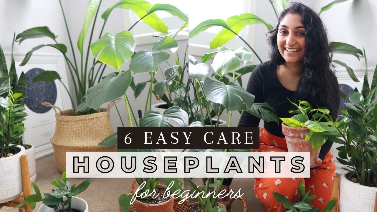 Beginner Houseplants for a Stress-Free Indoor Garden