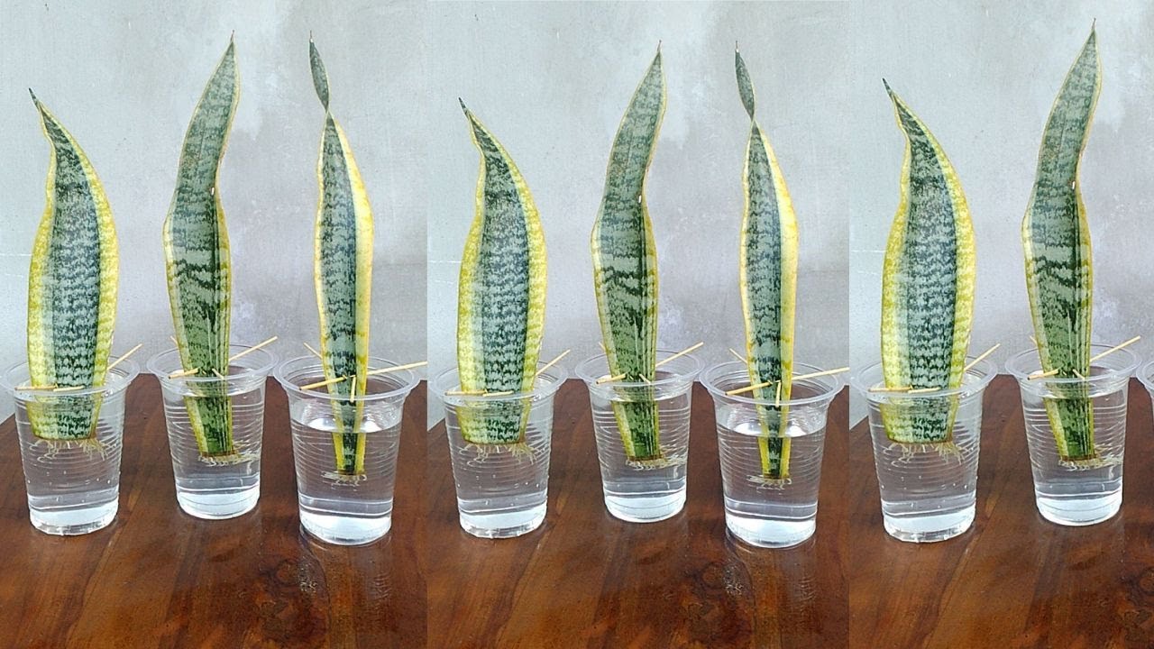 Watering Your Snake Plant: The Ultimate Dos and Don’ts