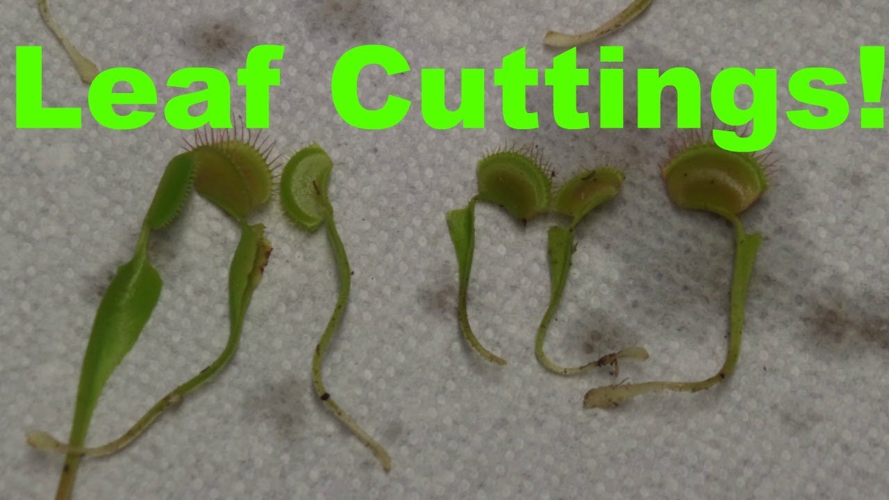 Propagate Venus Flytraps: Cuttings, Seeds, or Division?