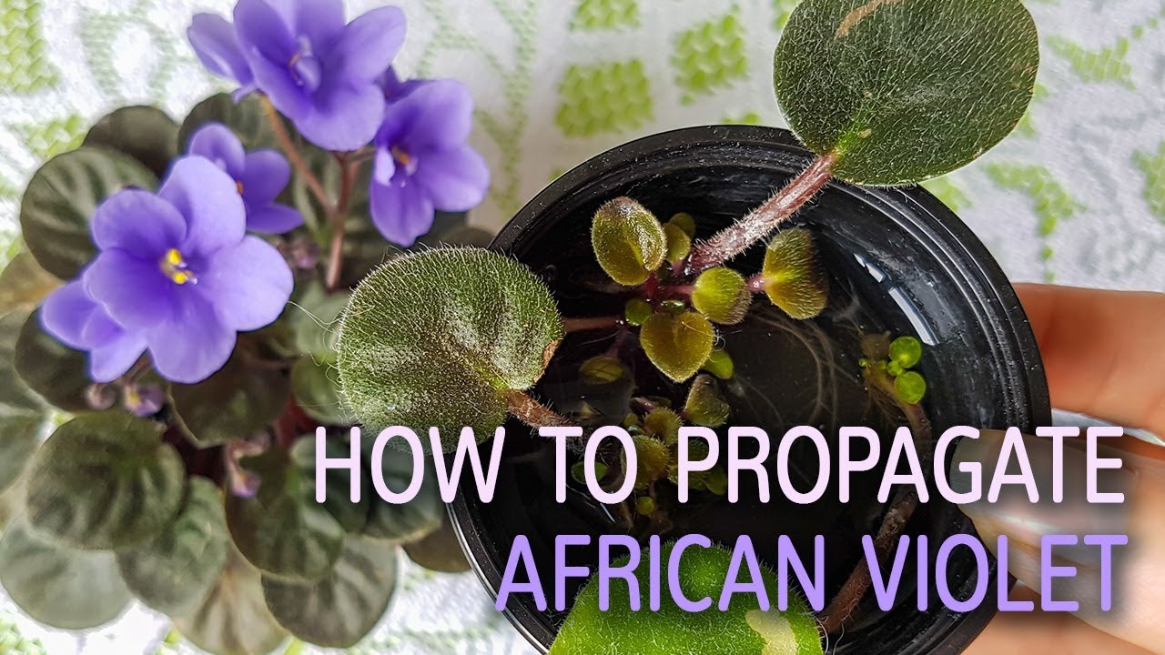 What You Didnt Know About African Violet Propagation