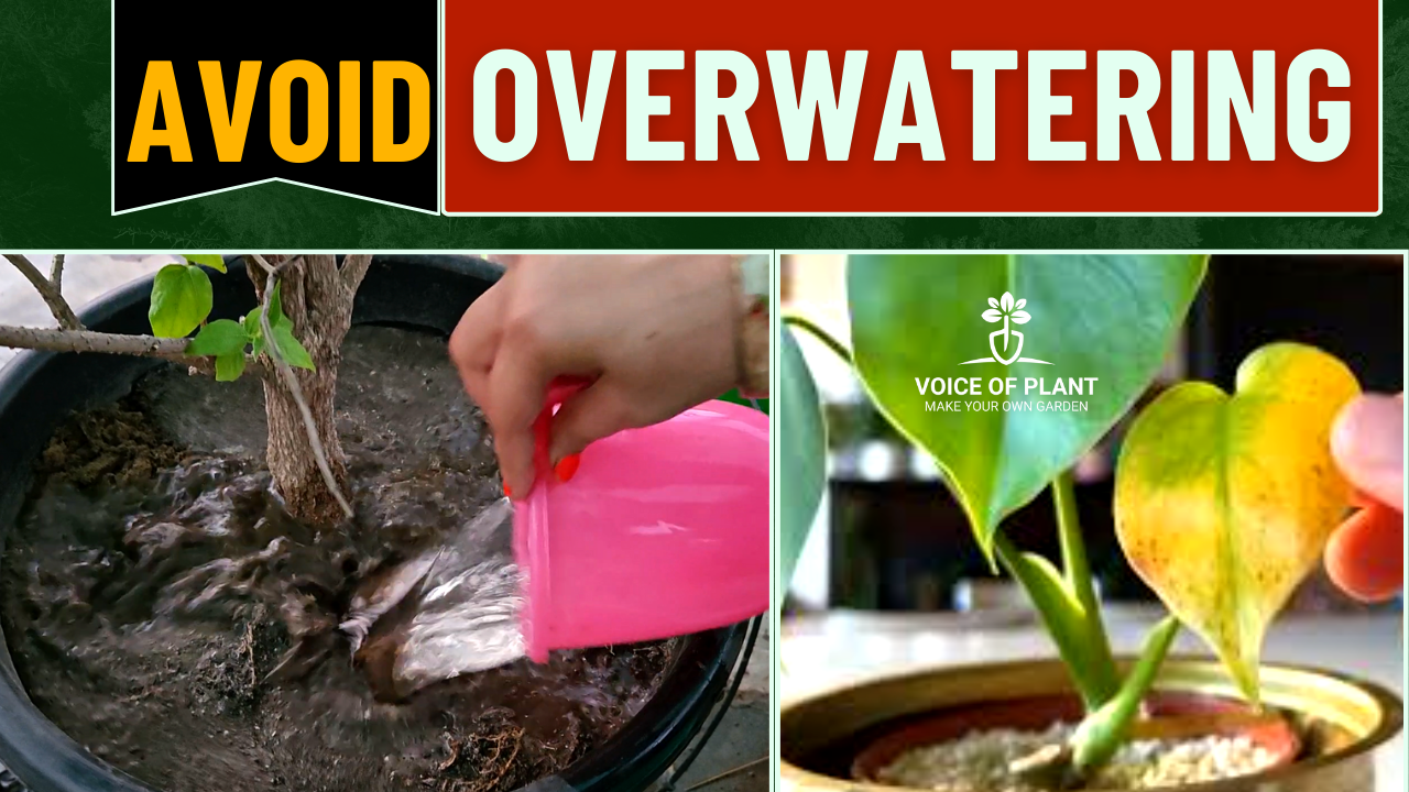 How to Avoid Overwatering Hanging Plants