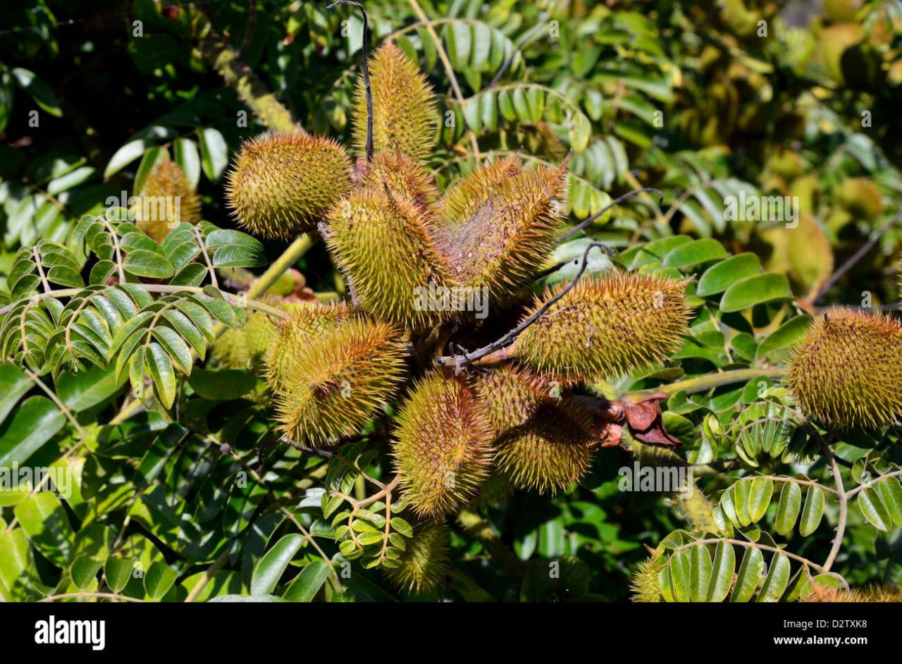 Spiky Seeds: Natures Hidden Heroes