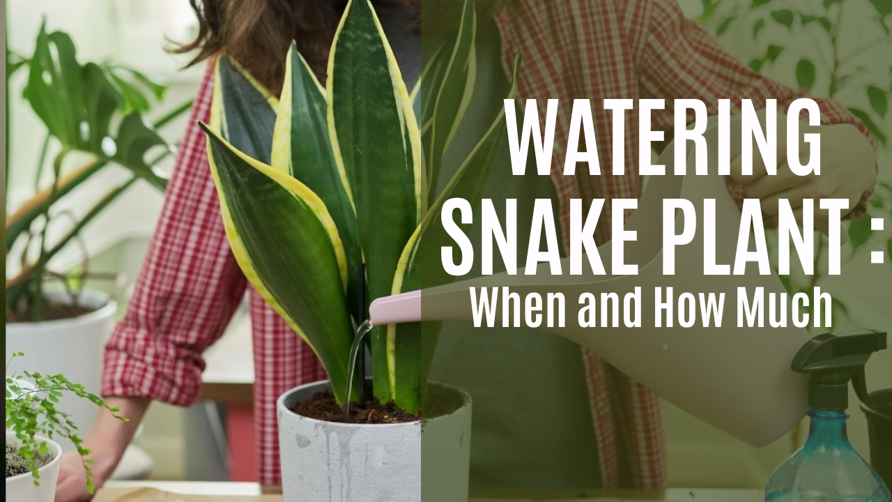 How to Water Your Snake Plant Without Overdoing It